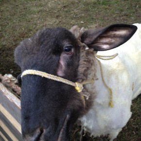 Festival of Sheep!!